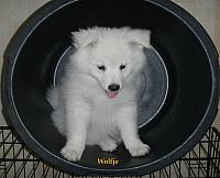 wolfje3