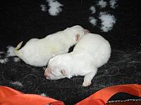 Snowy pups 12 Twee broers Asterix en Obelix